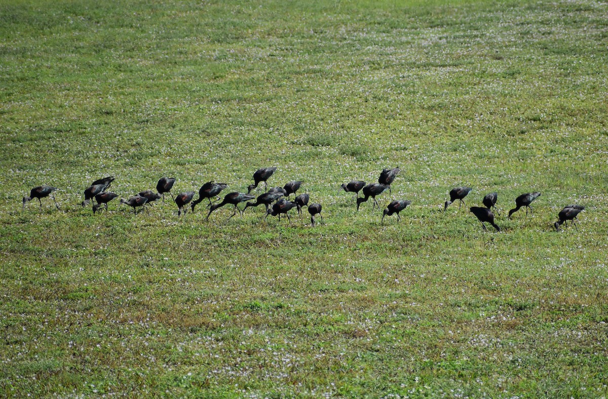 Glossy Ibis - ML646928057