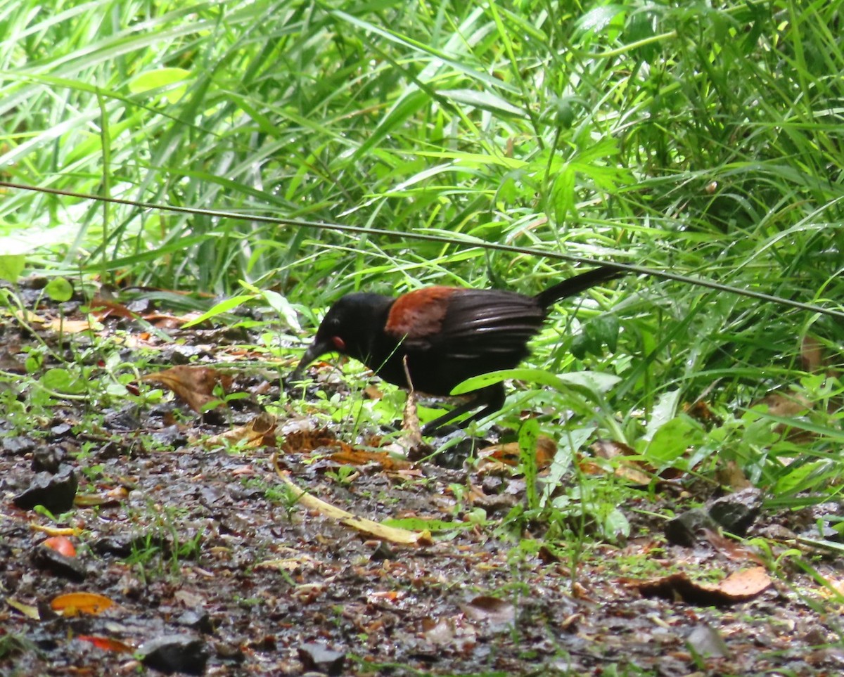 North Island Saddleback - ML646928058