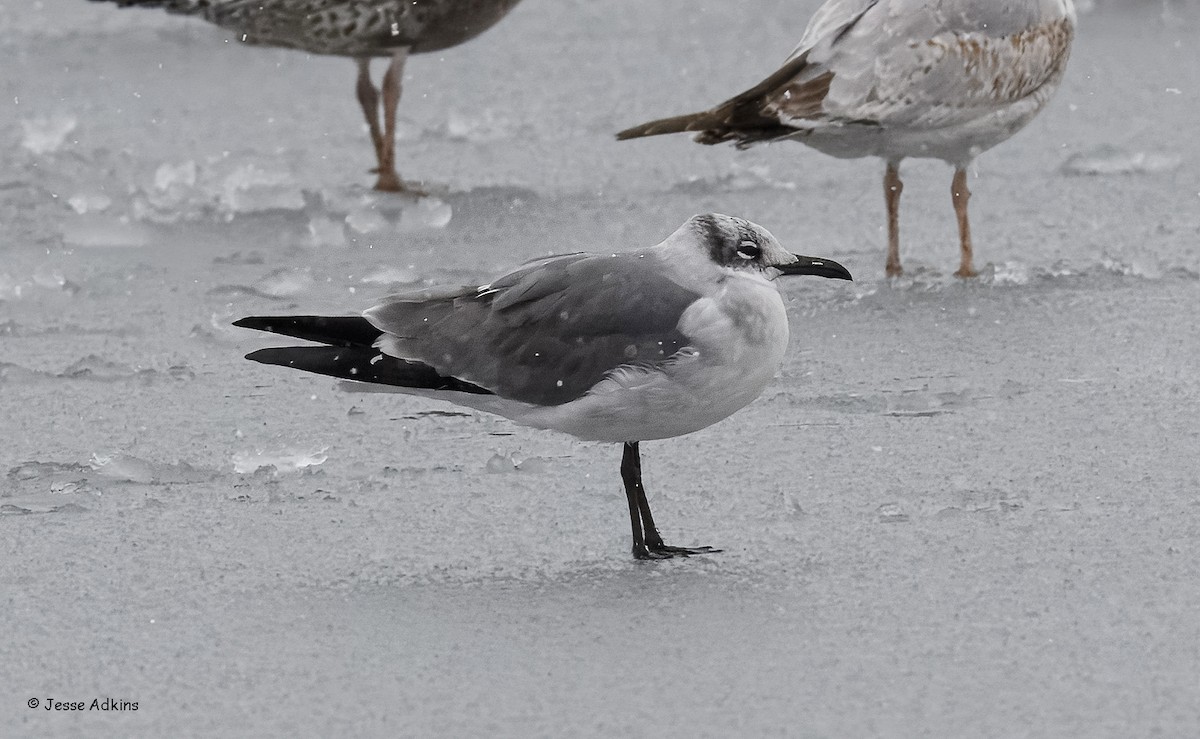 שחף צוחק - ML646928061