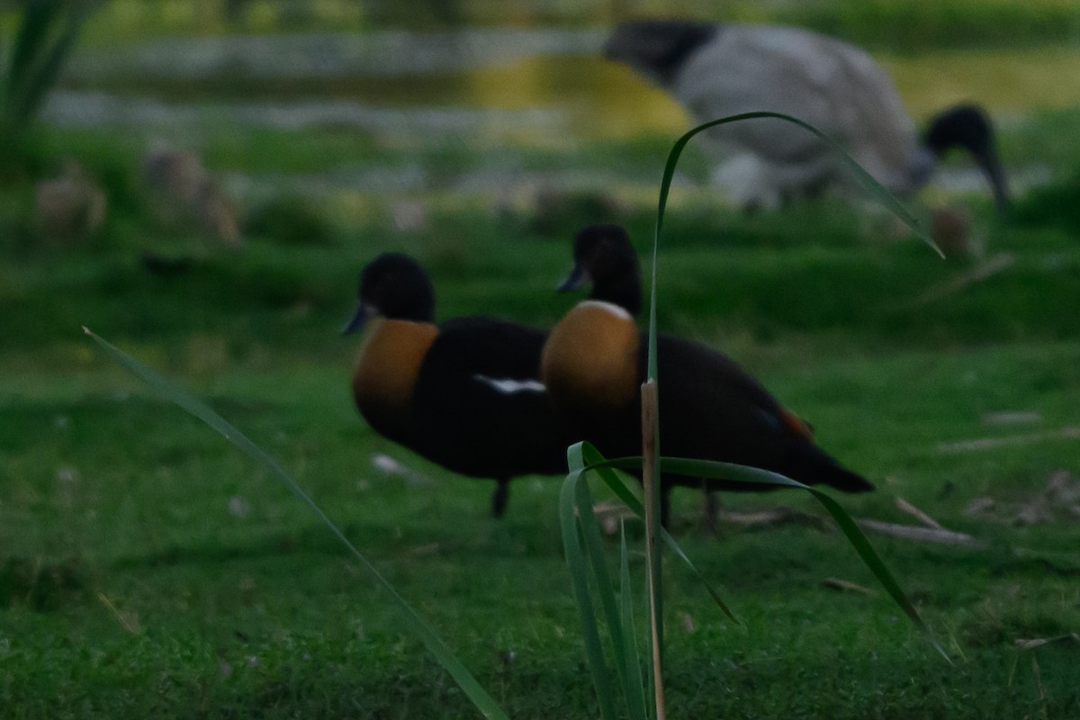Australian Shelduck - ML646928065