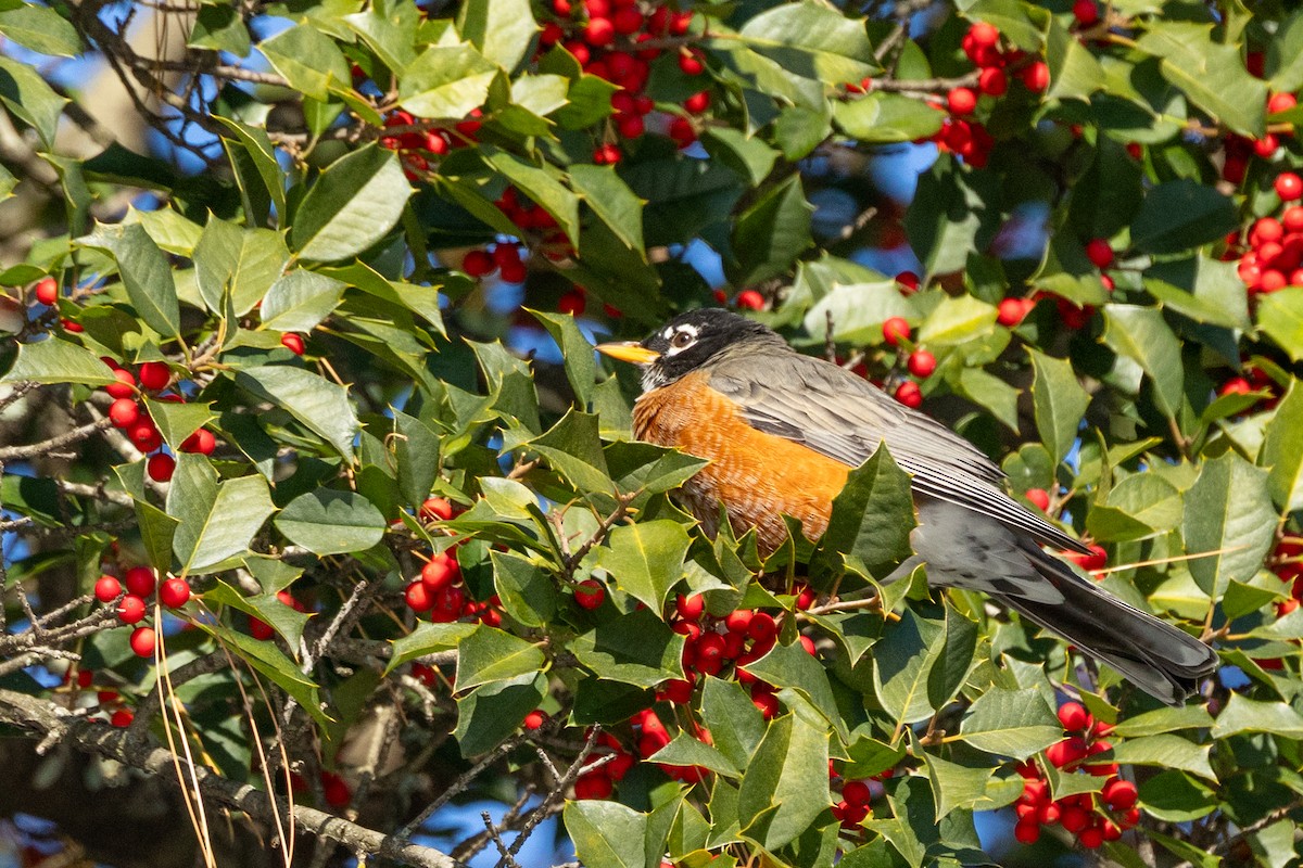 Merle d'Amérique - ML646928066