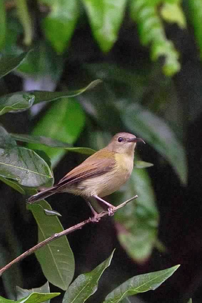 エンビタイヨウチョウ - ML646928079