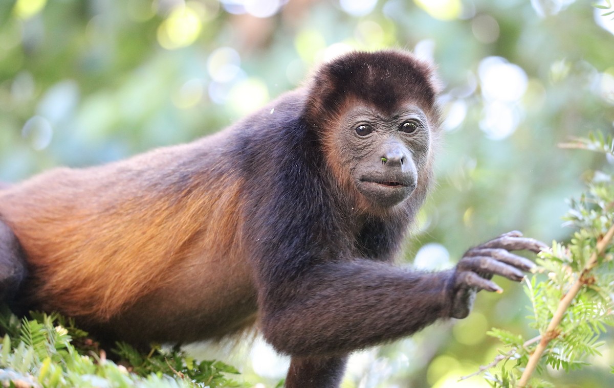 Mantled Howler Monkey - ML646928081