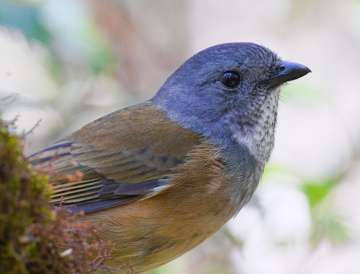 オリーブモズヒタキ - ML646928083