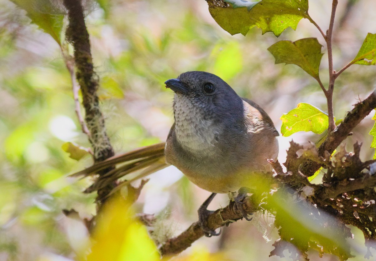 オリーブモズヒタキ - ML646928085