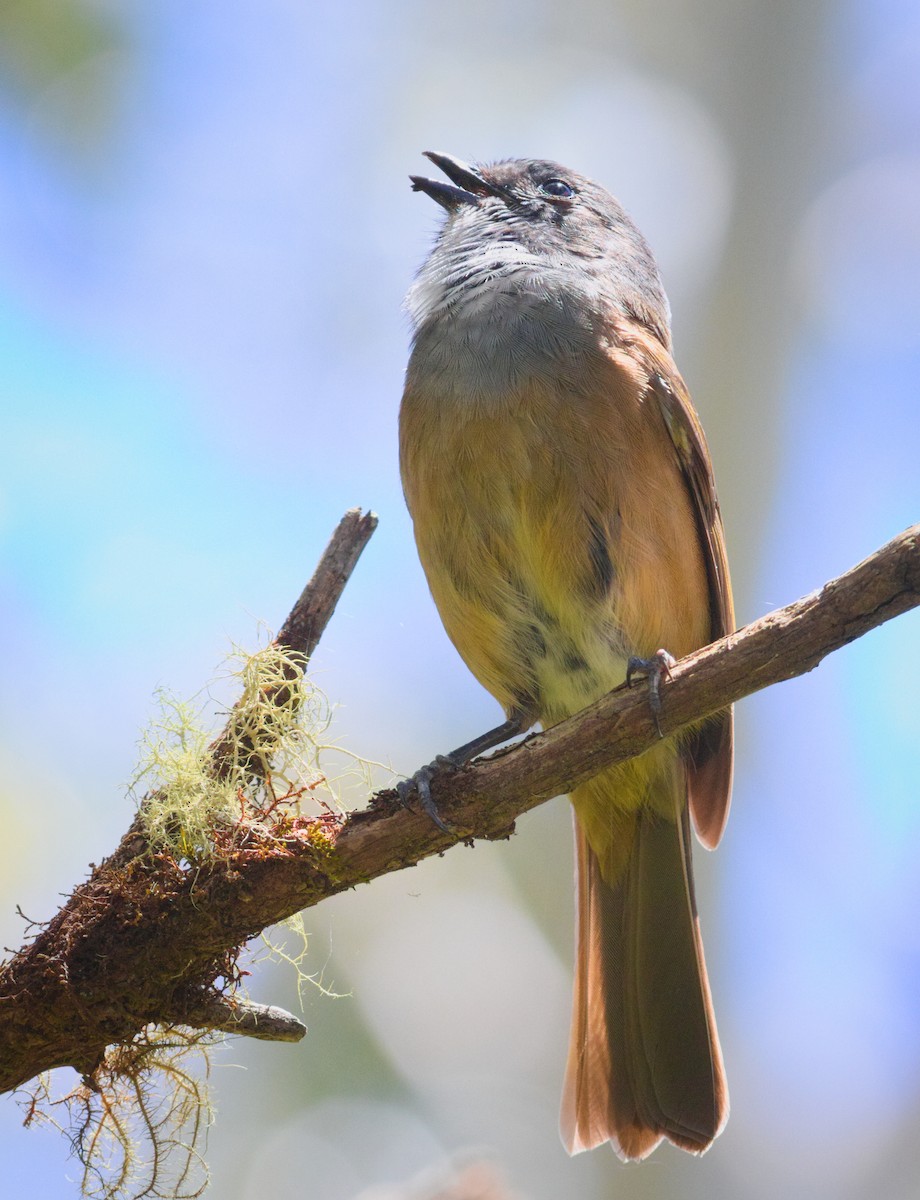 オリーブモズヒタキ - ML646928086