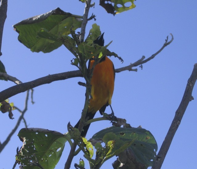 Hooded Oriole - ML646928091