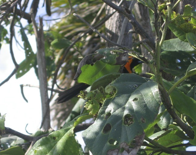 Hooded Oriole - ML646928092