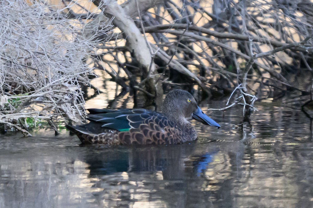 Австралийская широконоска - ML646928093