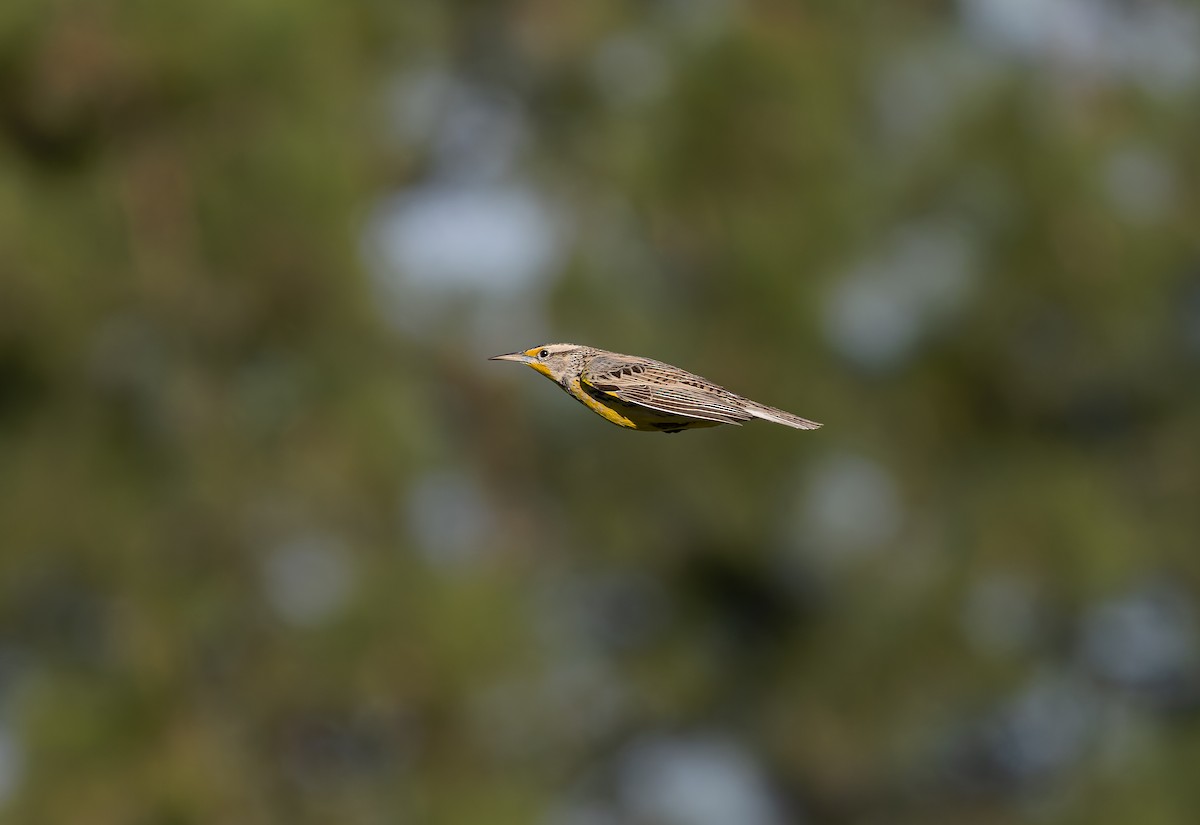 Western Meadowlark - ML646928094