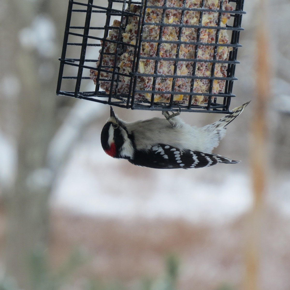 Downy Woodpecker - ML646928099