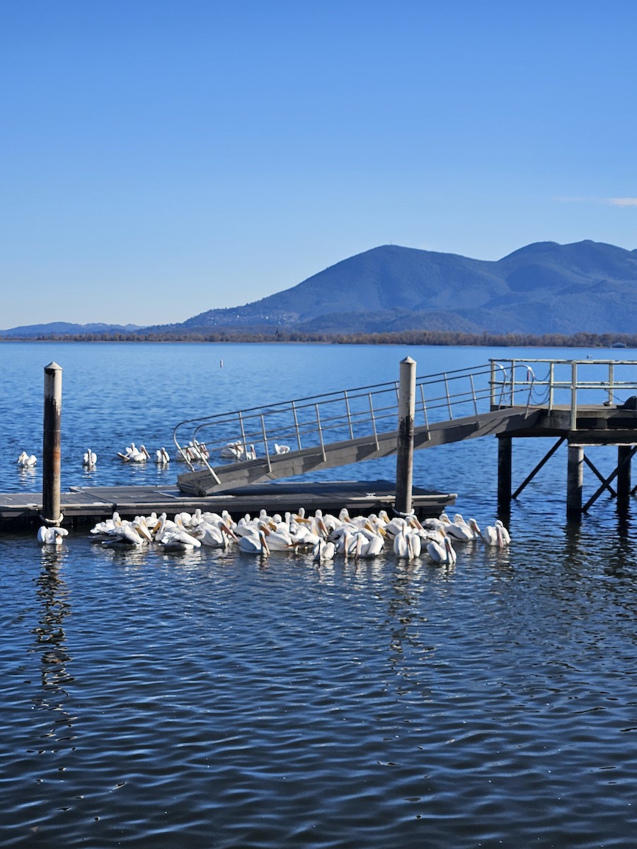 Pelikano zuri amerikarra - ML646928102