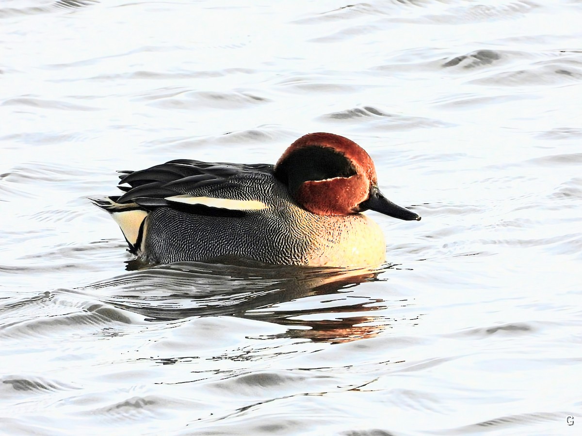 Green-winged Teal - ML646928111