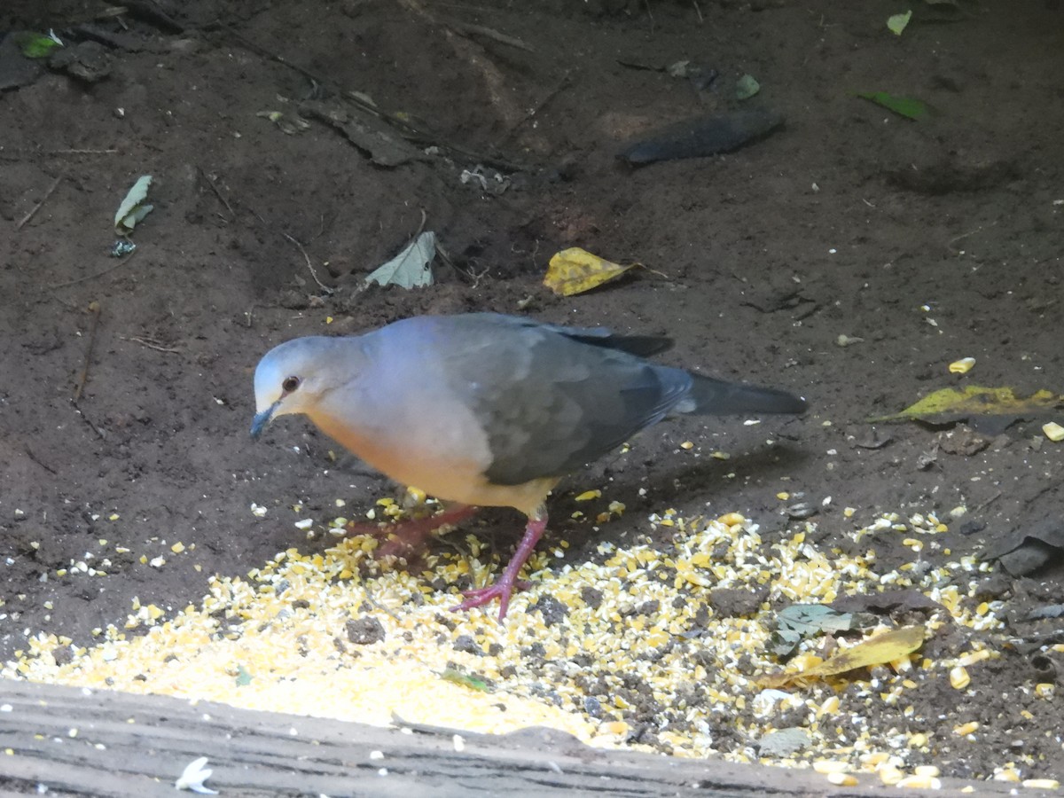 gråpannedue - ML646928114