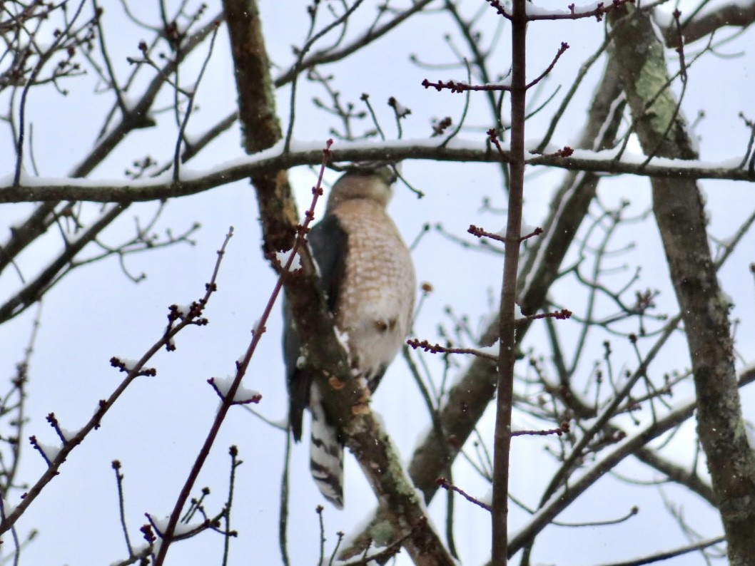 Cooper's Hawk - ML646928120