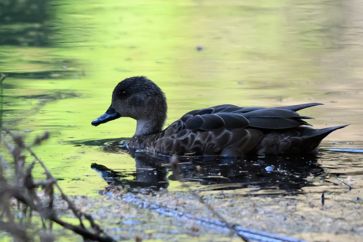 Gray Teal - ML646928123