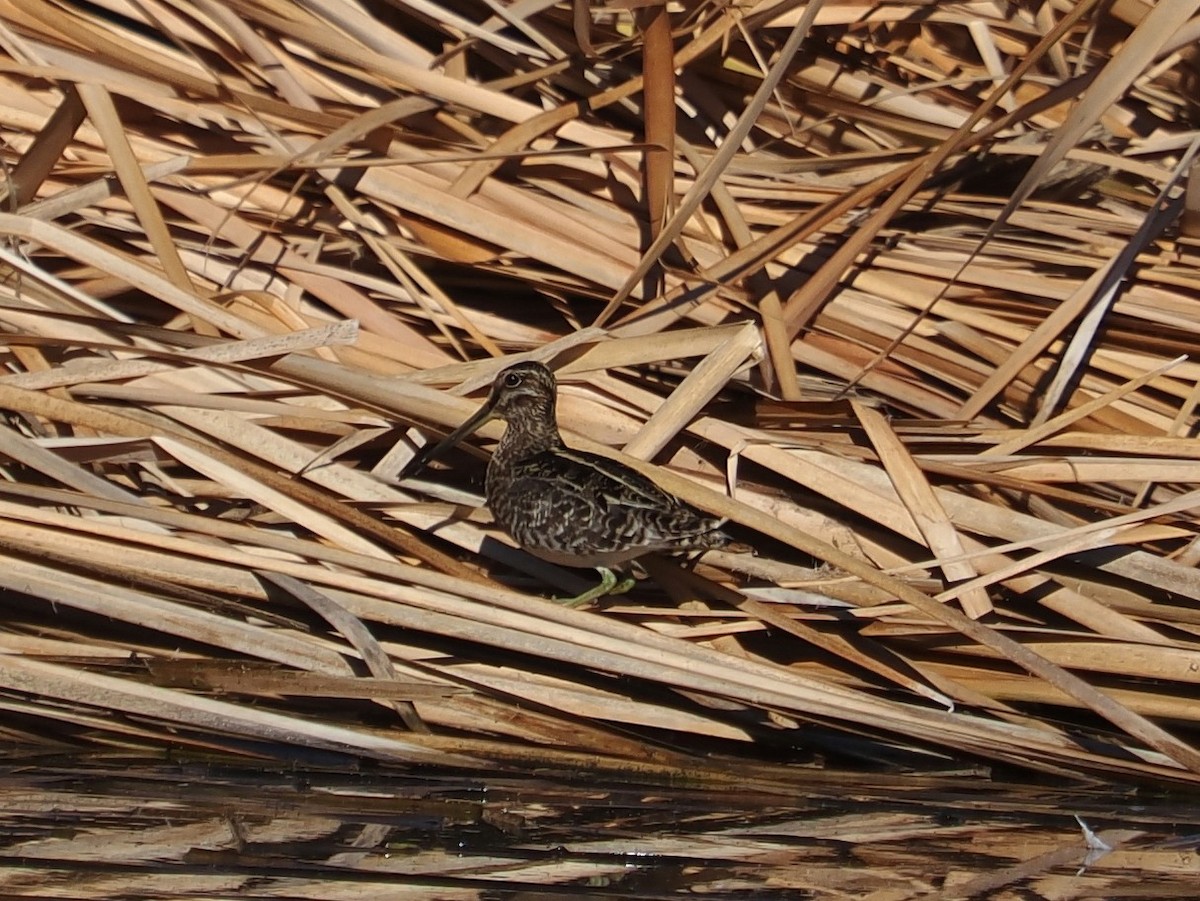 Американский бекас - ML646928125