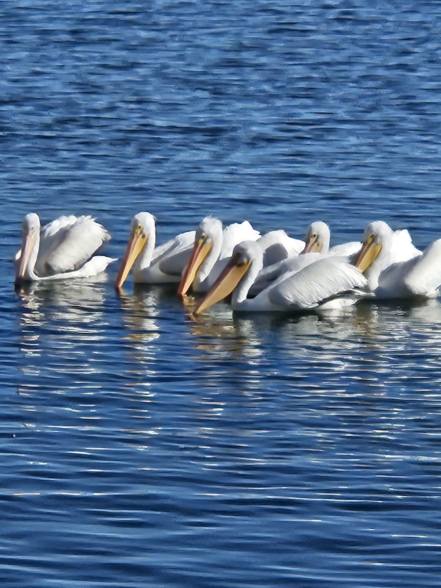 Pelikano zuri amerikarra - ML646928128