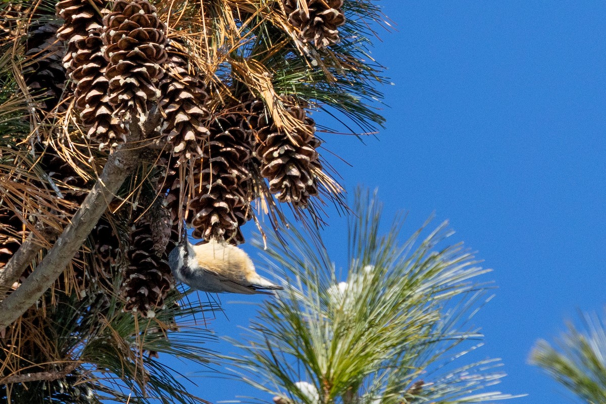 Sittelle à poitrine rousse - ML646928132