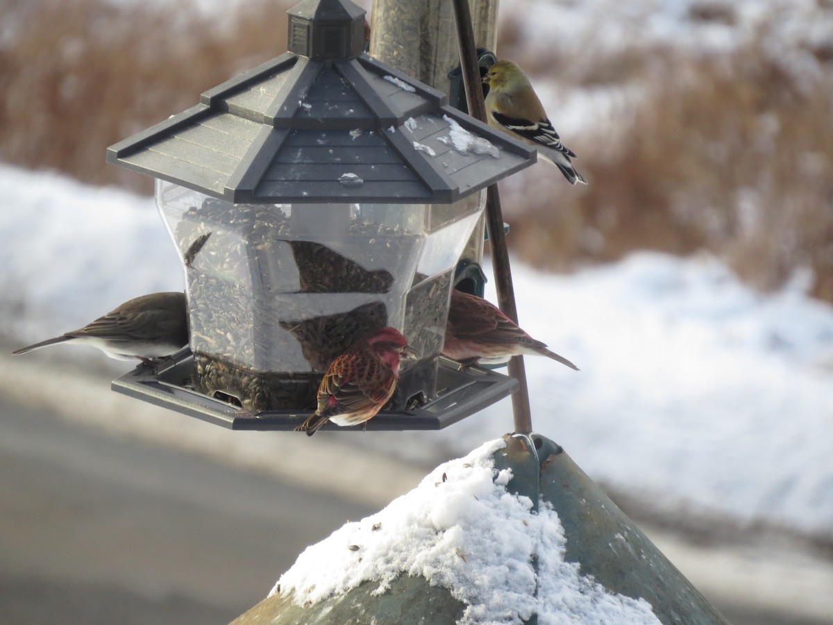 Purple Finch - ML646928133