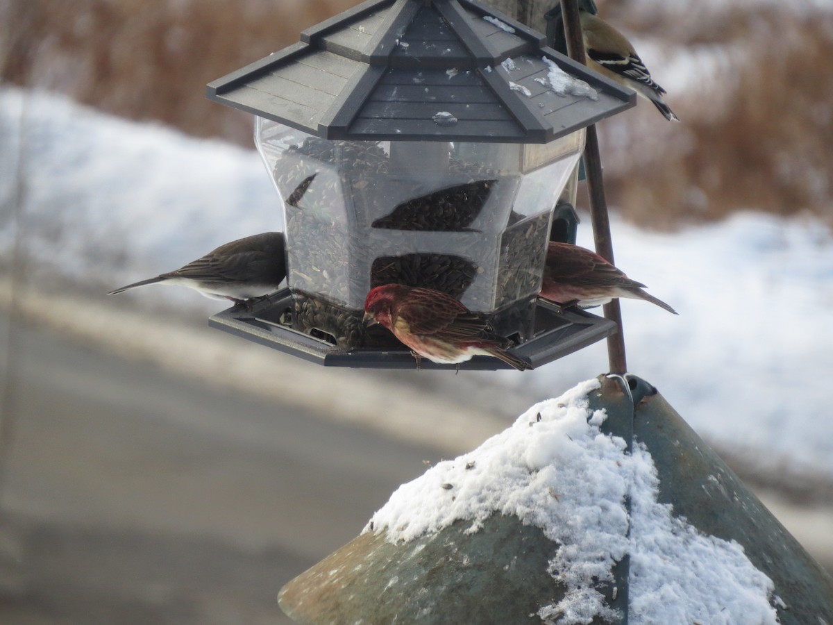 Purple Finch - ML646928143