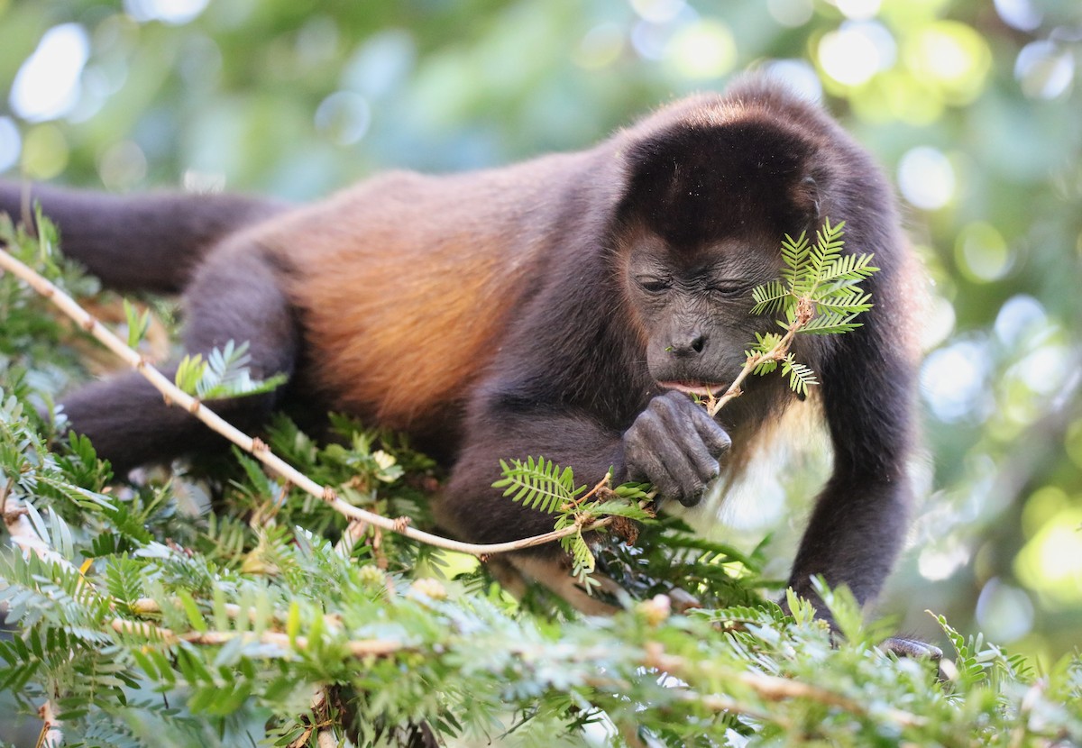 Mantled Howler Monkey - ML646928144