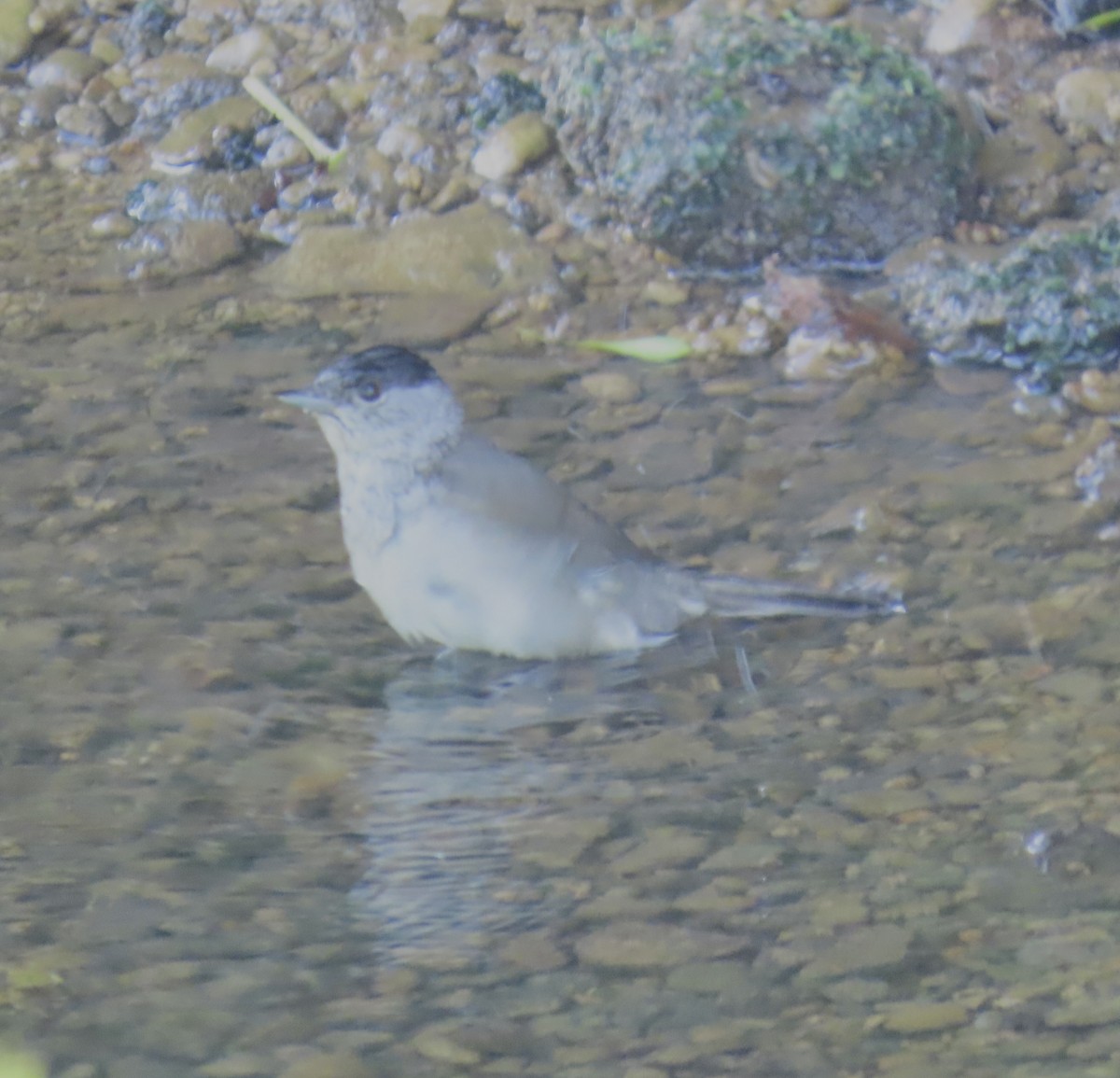 Eurasian Blackcap - ML646928145