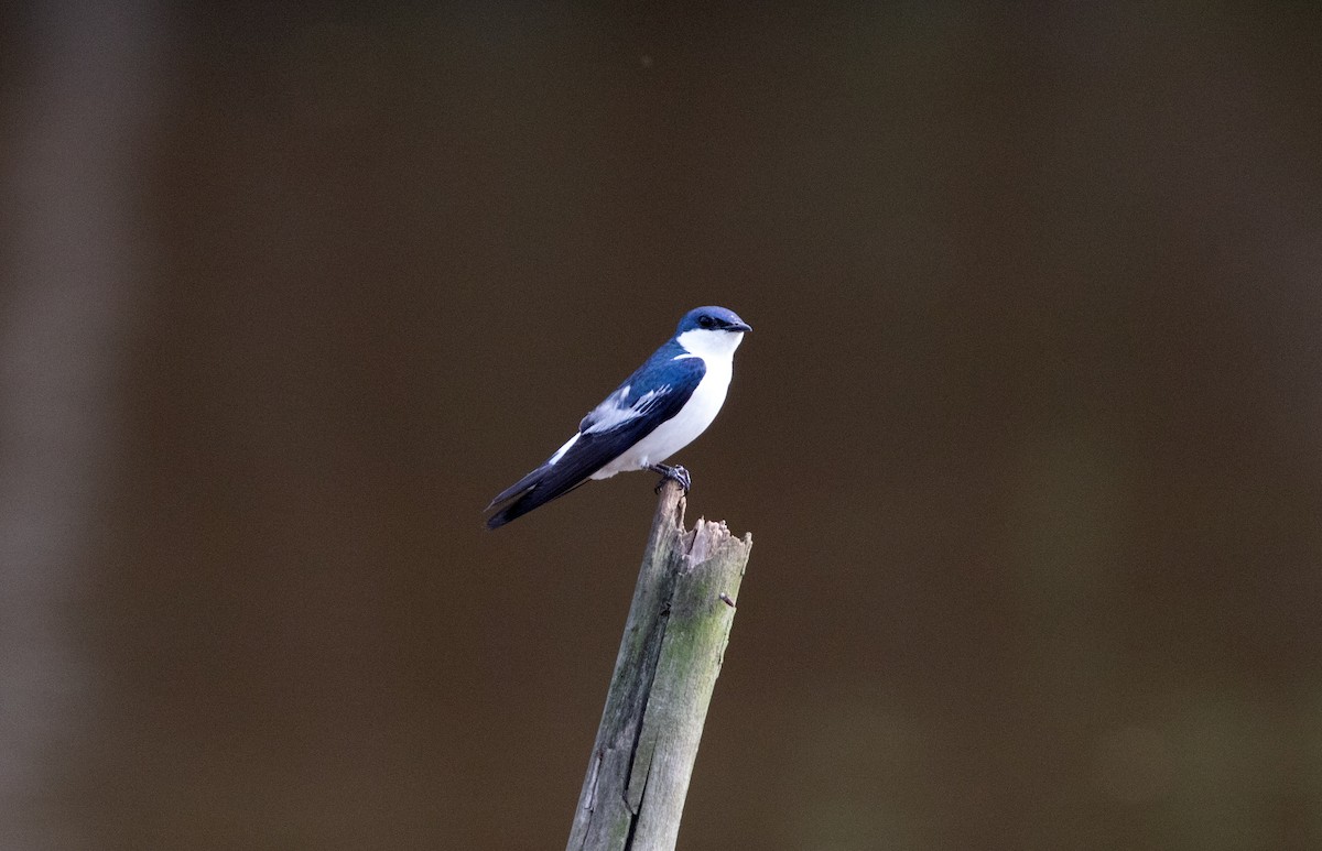 White-winged Swallow - ML646928146