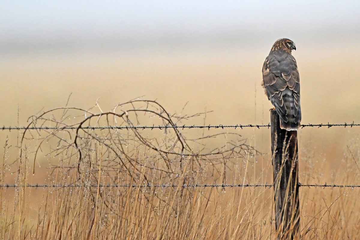 Northern Harrier - ML646928148