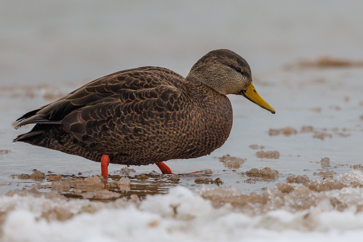 Ahate iluna - ML646928152