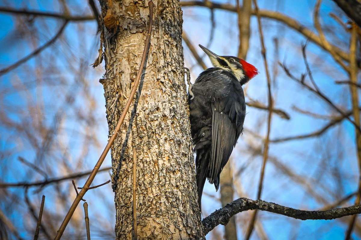 Pileated Woodpecker - ML646928160