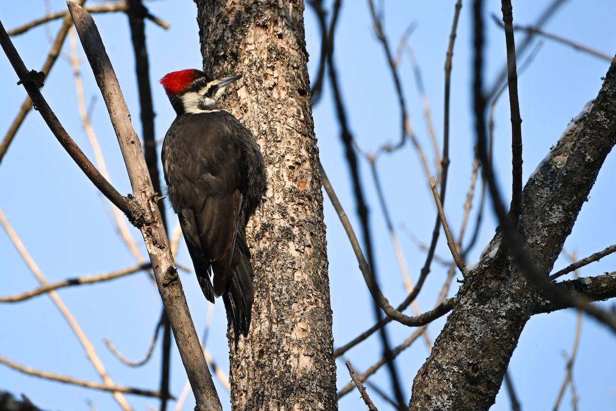 Pileated Woodpecker - ML646928161