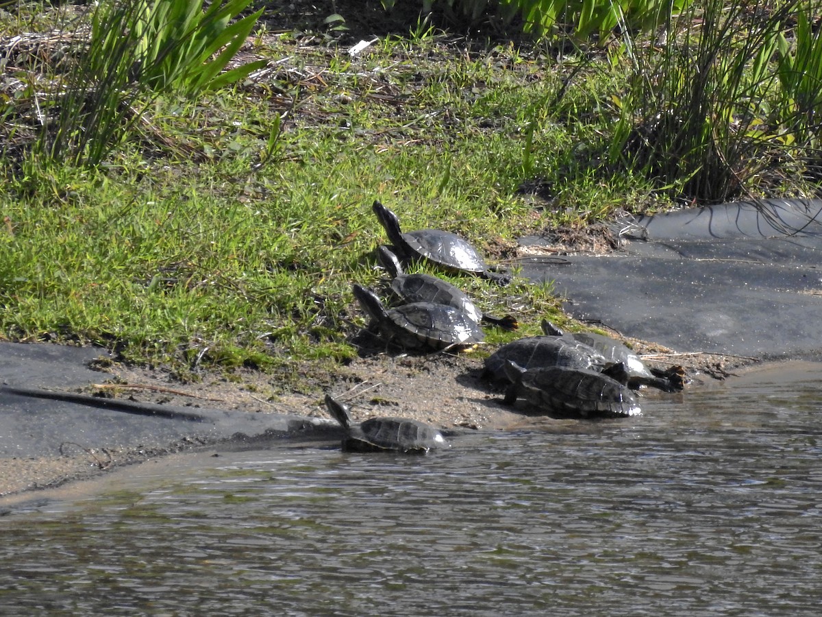 Nordamerikanische Buchstaben-Schmuckschildkröte - ML646928162