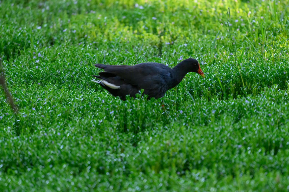 ネッタイバン - ML646928165