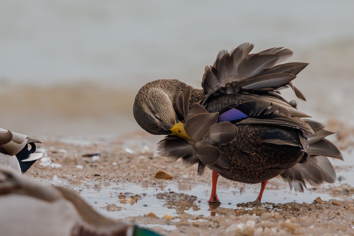 Ahate iluna - ML646928174