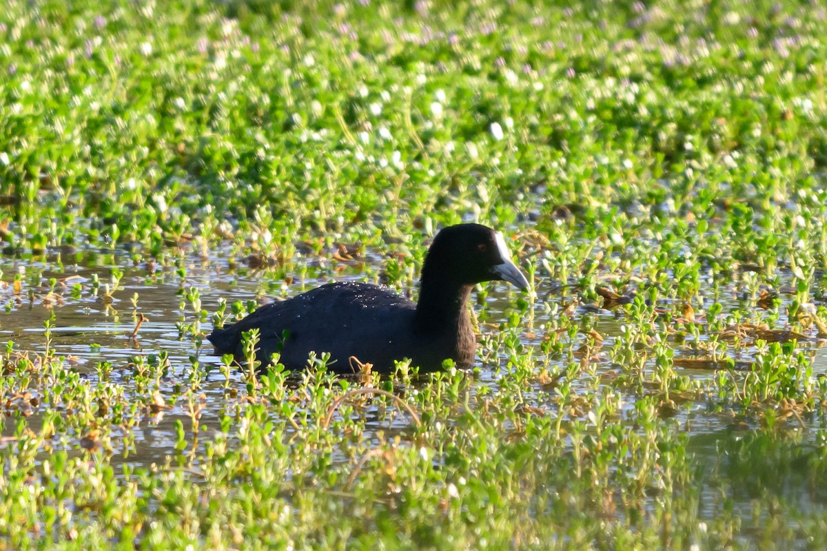 オオバン - ML646928177