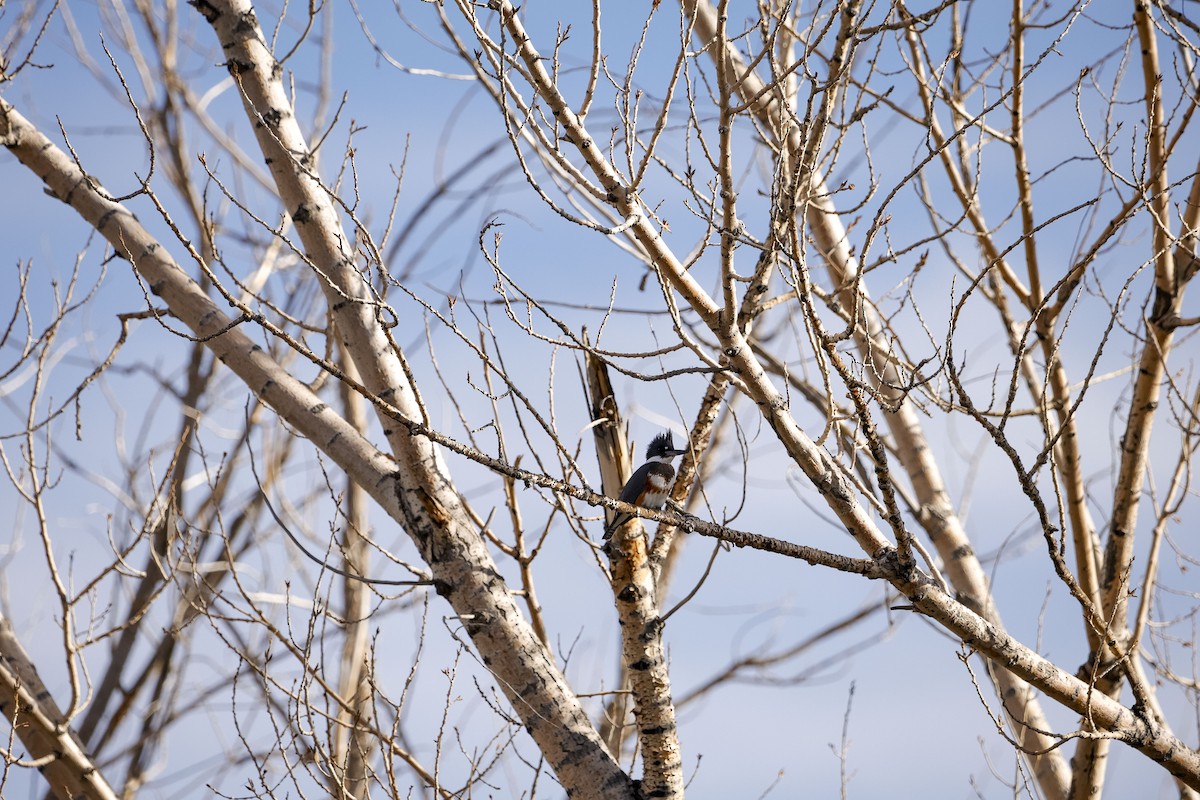 rybařík pruhoprsý - ML646928178