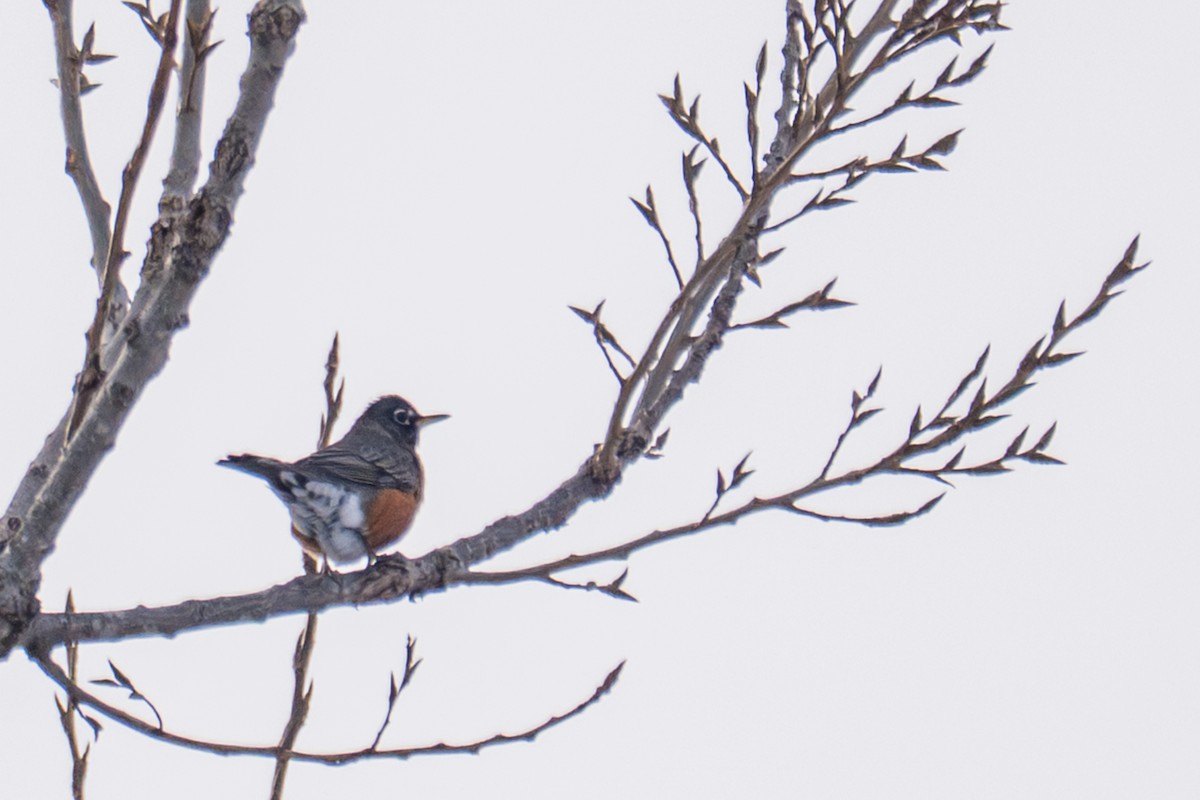 American Robin - ML646928180