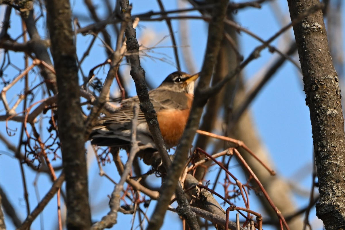 American Robin - ML646928181