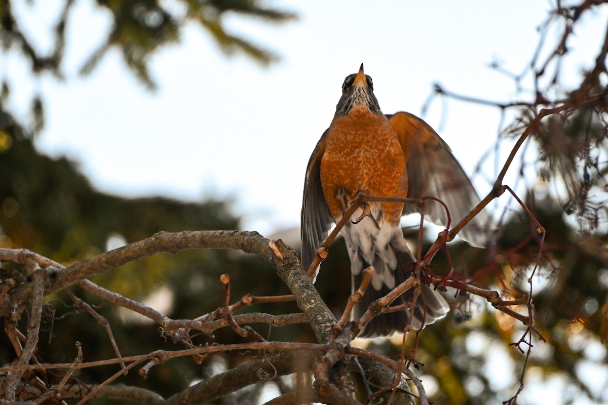 American Robin - ML646928182