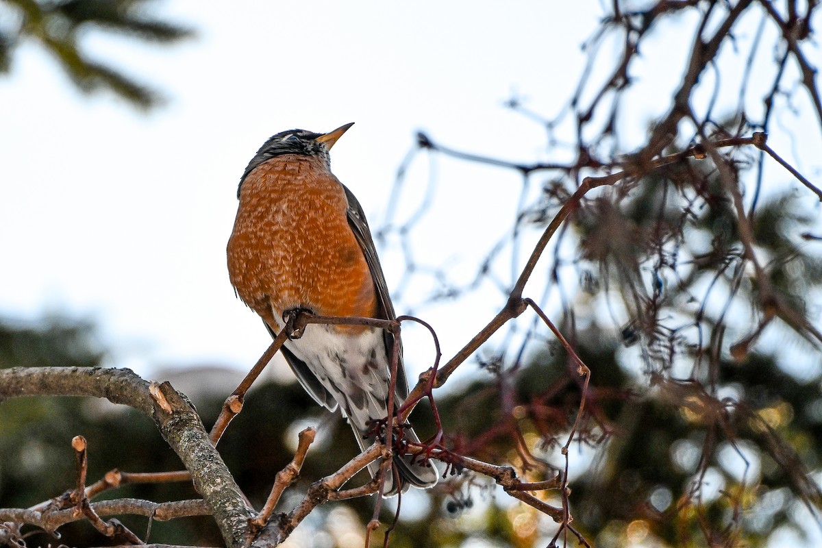 American Robin - ML646928184