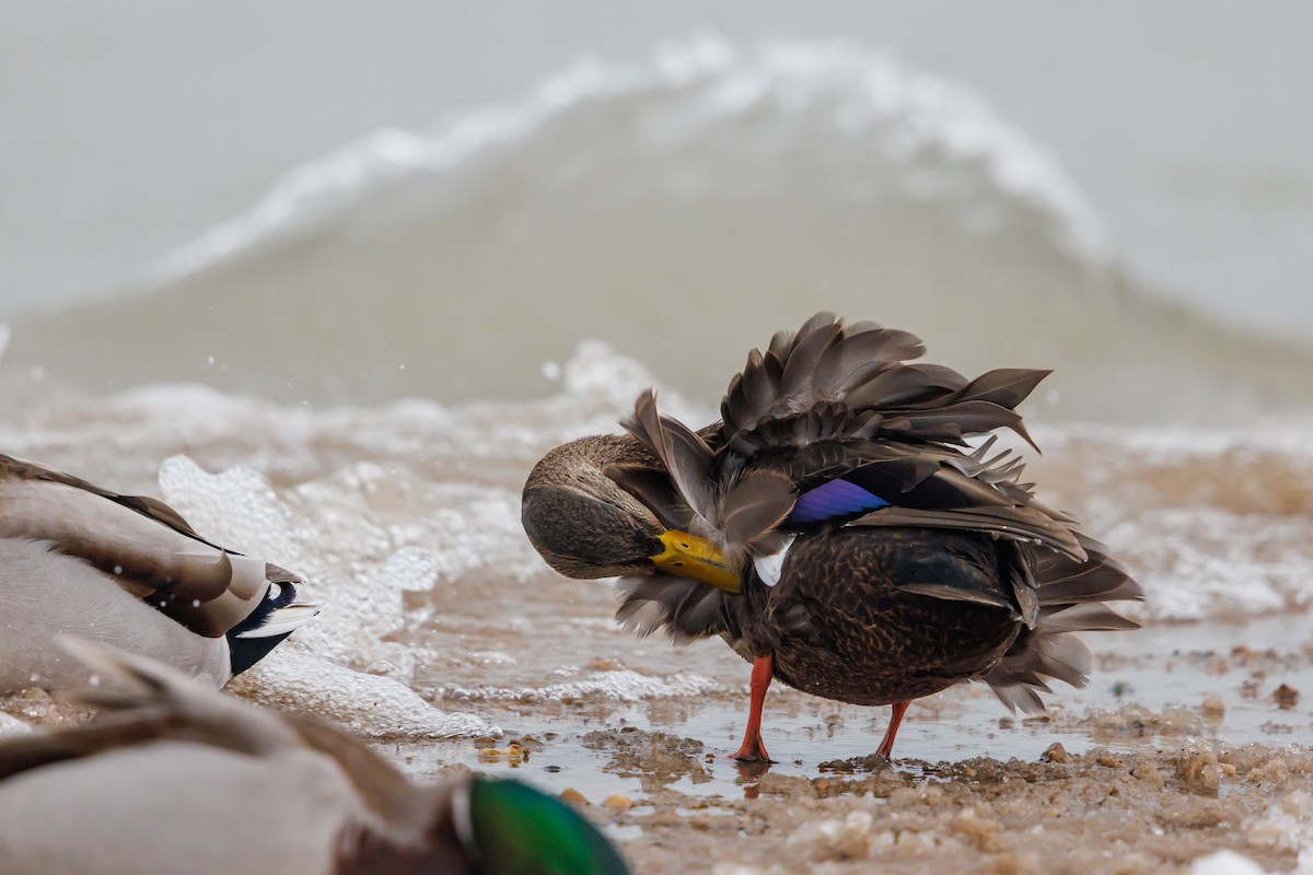 Ahate iluna - ML646928185