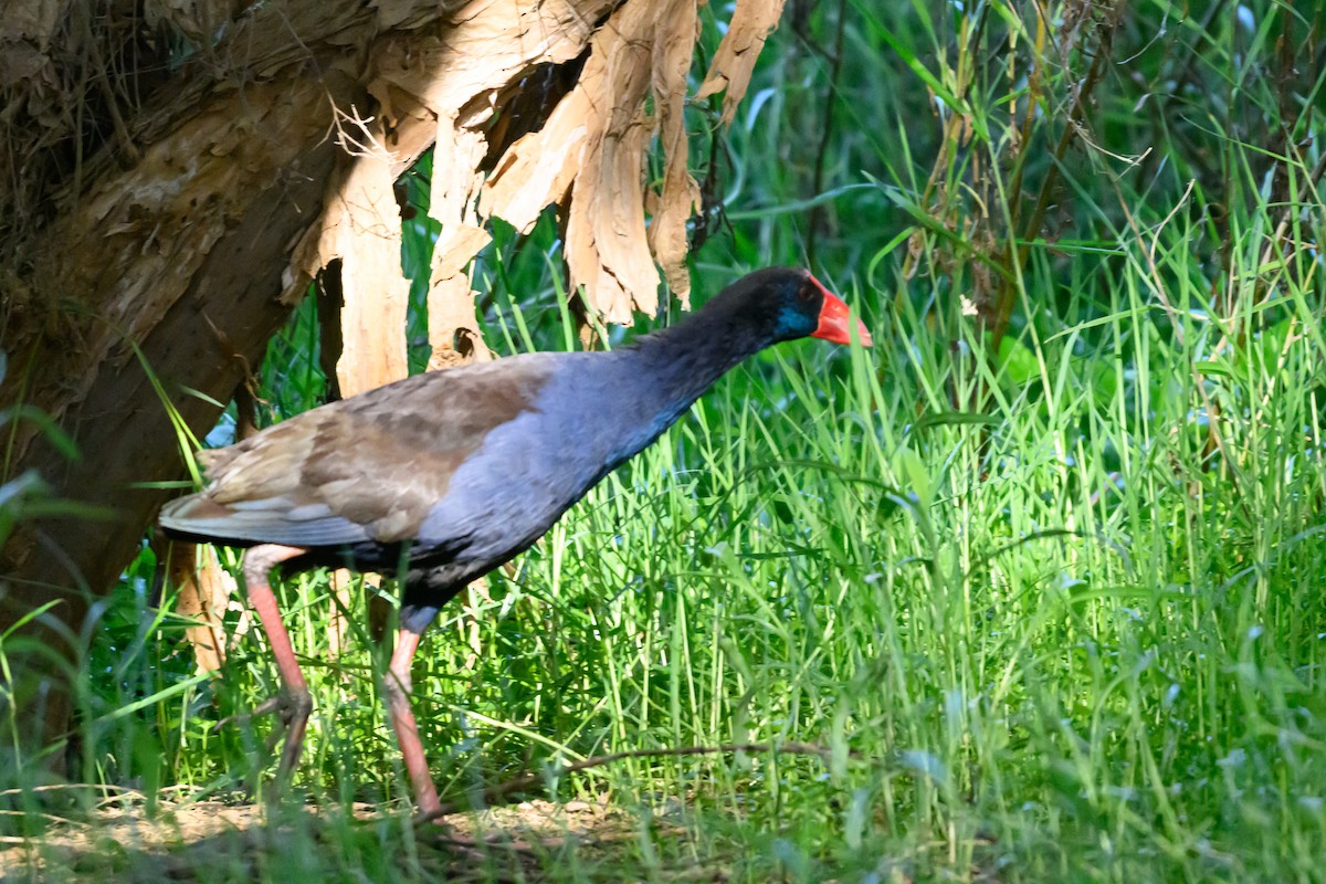 オーストラリアセイケイ - ML646928186