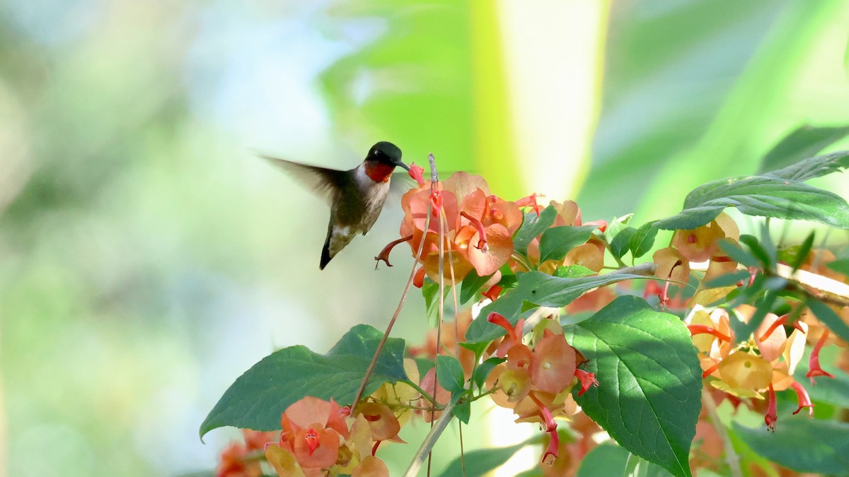 Ruby-throated Hummingbird - ML646928187