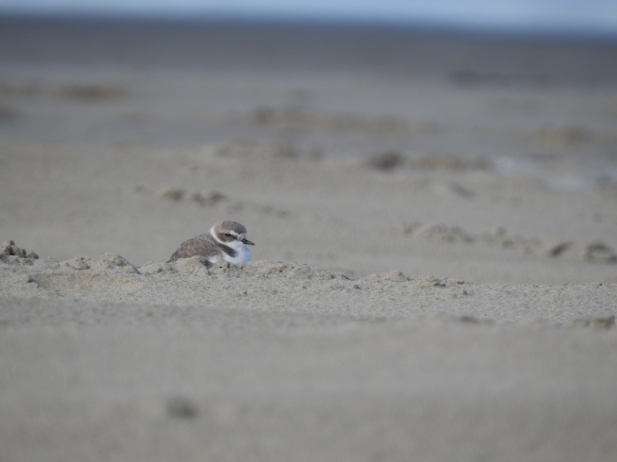 Snowy Plover - ML646928188