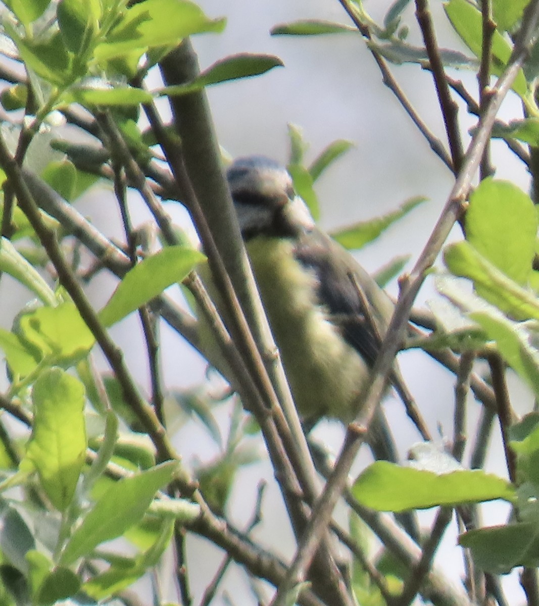 Eurasian Blue Tit - ML646928189