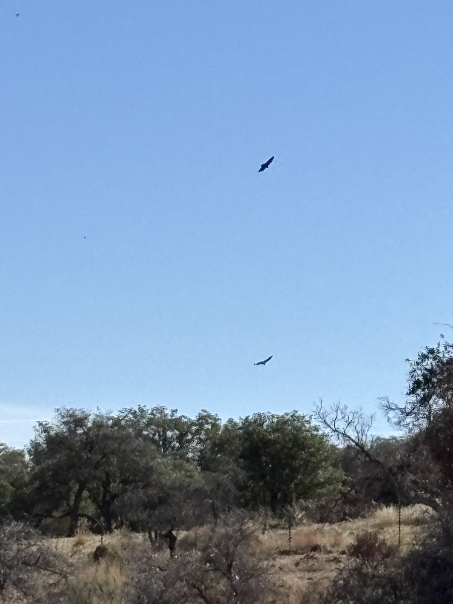 Urubu à tête rouge - ML646928201