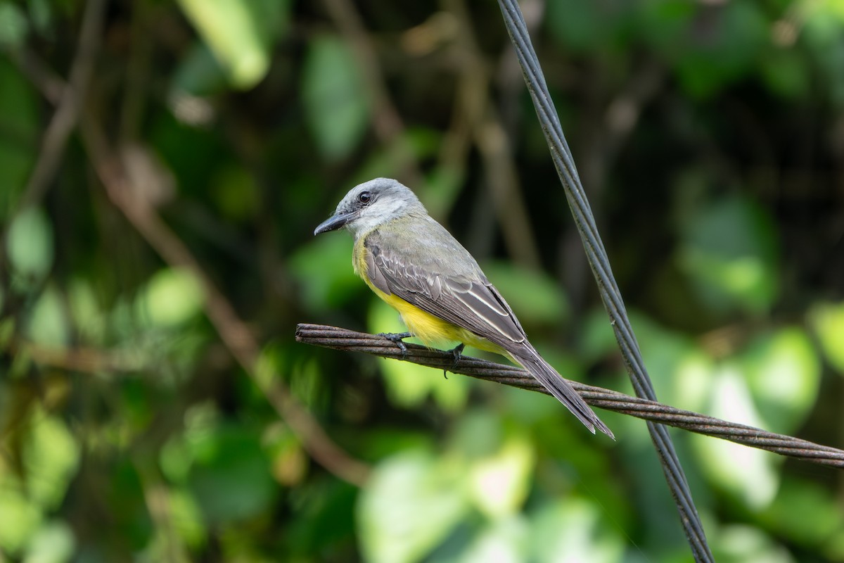 Tropical Kingbird - ML646928203