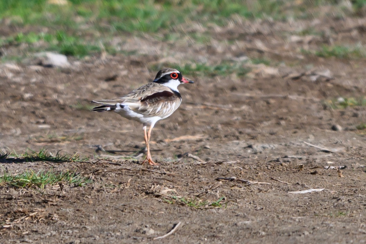 カタアカチドリ - ML646928204