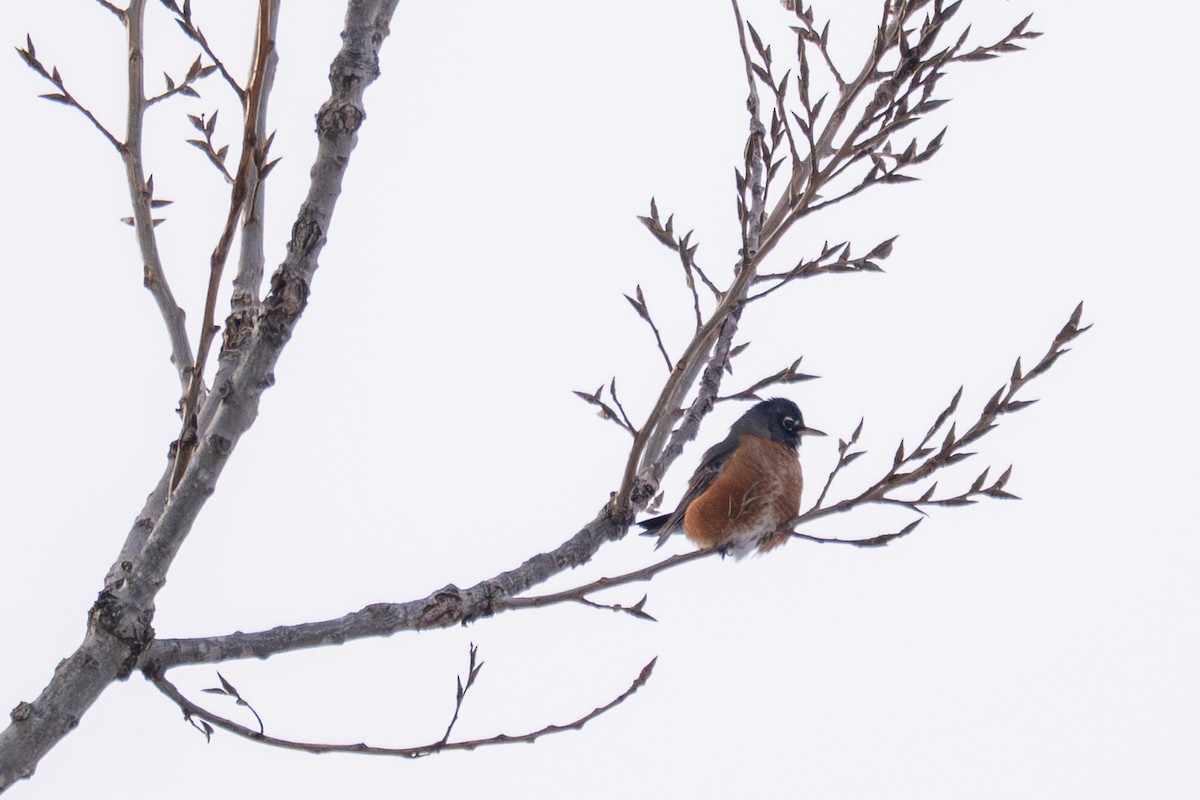 American Robin - ML646928207